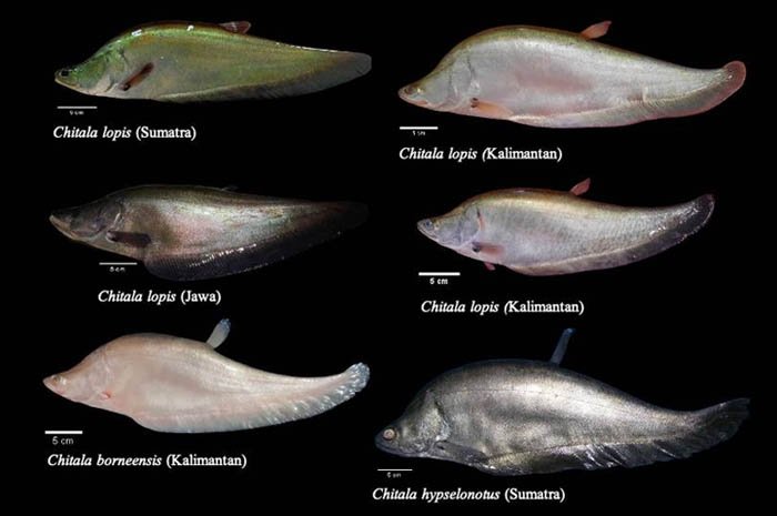 Sempat Dinyatakan Punah, Ikan Belida Chitala lopis Ditemukan Kembali di Pulau Jawa