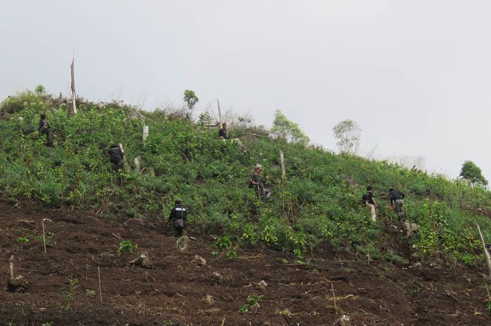 Hijaukan Kembali Gunung Lawu, Mahasiswa Kehutanan dan SV UGM Tanam 6.000 Pohon