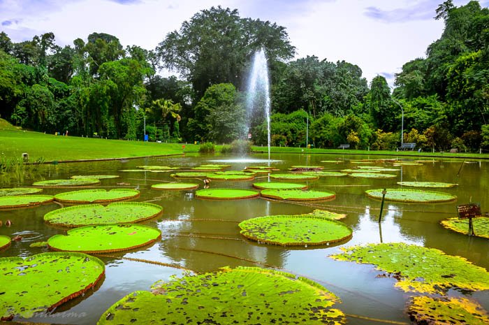 BRIN Gelar Temu Pengelola Kebun Raya Indonesia 2024 di Boyolali