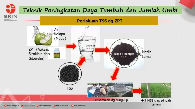 Teknologi Benih Botani Solusi Ketersediaan Benih Bawang Merah