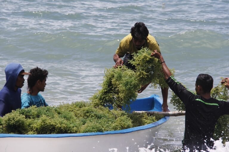 KKP Kembangkan Modeling Budidaya Rumput Laut di Maluku