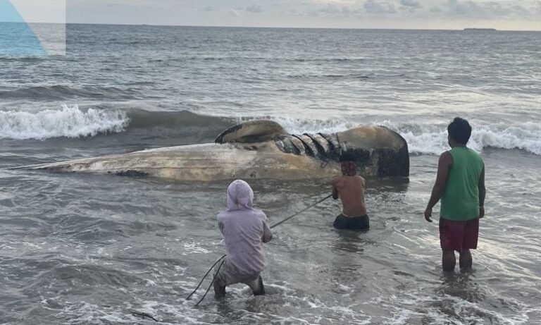 KKP Tangani Hiu Paus Terdampar di Pesisir Selatan