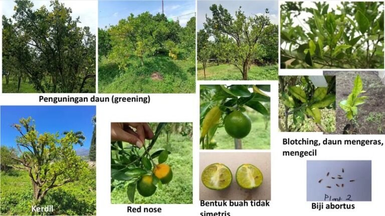 Teknologi Inovasi Manajemen Penyakit Sistemik pada Tanaman Jeruk