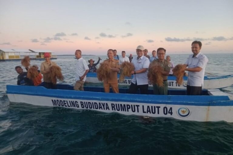 Hasilkan 250 Ton, Modeling Budidaya Rumput Laut di Wakatobi Sukses Panen Raya