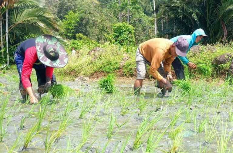 Geliat Perluasan Areal Tanam Kementan di Sulbar