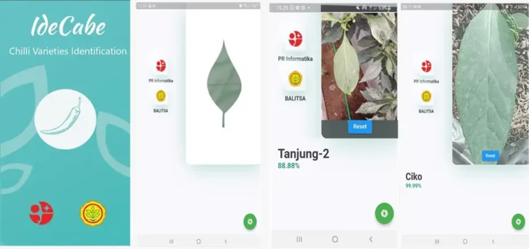 Berbasis AI, Aplikasi Ide-Cabe Bisa Identifikasi Varietas Cabai Berkualitas Tinggi