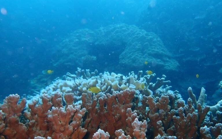 KKP Tambah Dua Kawasan Konservasi Laut untuk Ekonomi Biru