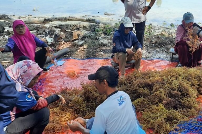 Geliat Budidaya Rumput Laut Kepulauan Seribu
