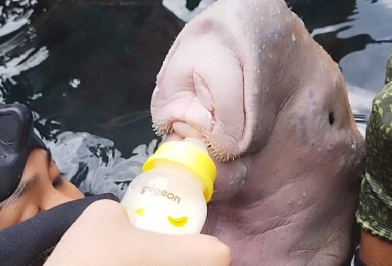 Terpisah dari Induknya, Anakan Dugong Terdampar di Batu Angus