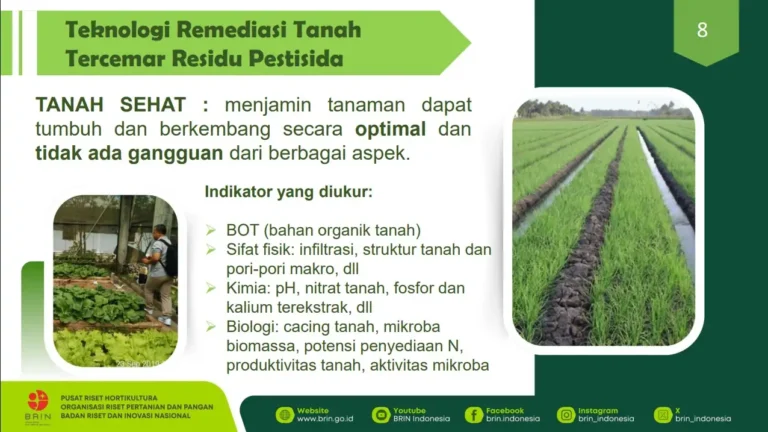 Teknologi Remediasi Tanah Turunkan Pencemaran Residu Pestisida