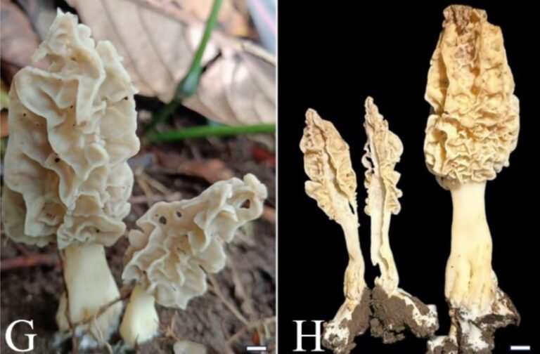 Morchella rinjaniensis, Spesies Baru Jamur Tropis dari Cagas Biosfer Rinjani