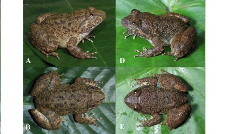 Dua Spesies Baru Katak Bertaring Ditemukan di Pegunungan Meratus