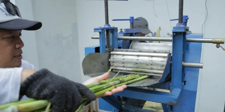 BRIN Kembangkan Mesin Terintegrasi untuk Produksi Gula Sorgum
