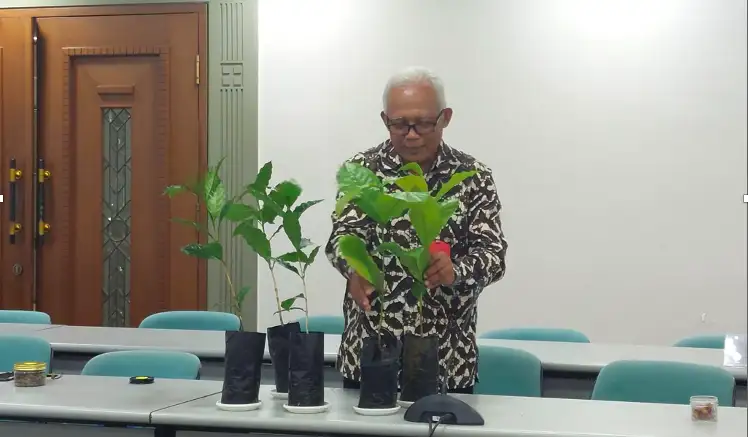 Peneliti BRIN Berhasil Merakit Varietas Unggul Kopi Arabika Asal Tana Toraja