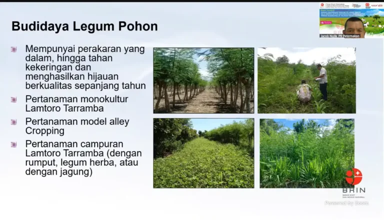 Inovasi Pakan Ternak Berkualitas Dongkrak Produktivitas Sapi Perah di Lahan Kering
