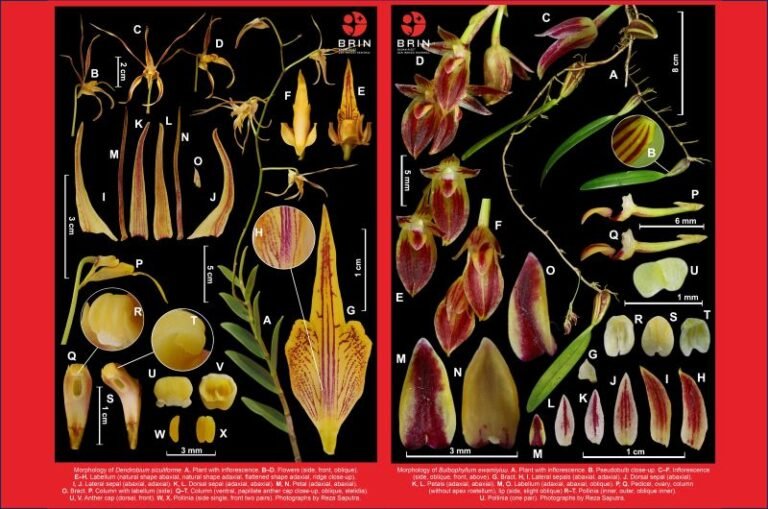 Pesona Anggrek Baru dari Raja Ampat: Dendrobium siculiforme dan Bulbophyllum ewamiyiuu