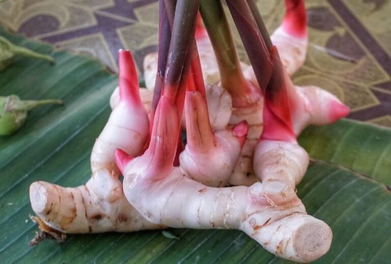 Lengkuas, Bumbu Dapur yang Berpotensi sebagai Bahan Baku Obat