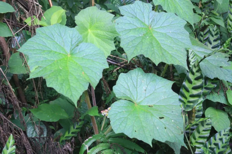 Ekstrak Begonia Berpotensi Tangkal Bakteri Penyebab Bau Mulut