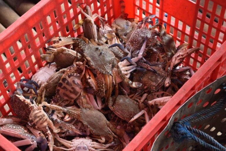 KKP Terbitkan Petunjuk Teknis Ekspor Rajungan ke Amerika Serikat