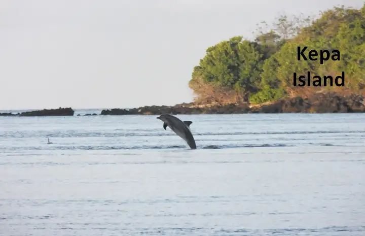 Fenomena Laut Alor Mendadak Dingin: Ikan Pingsan, Lumba-Lumba Bermunculan