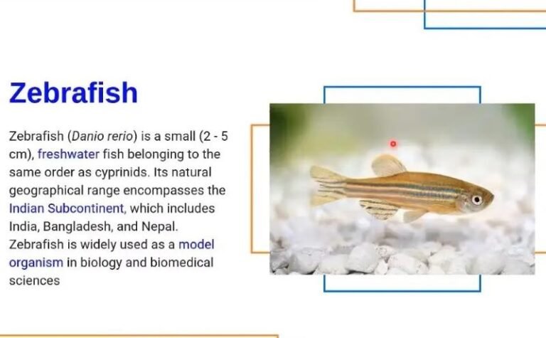 Ikan Zebrafish dan Medaka Jadi Hewan Model Andalan Riset Biomedis