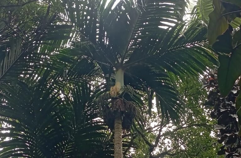 Terancam Punah, BRIN Jaga Kelestarian Palem Nyabah dengan Genome Sequencing