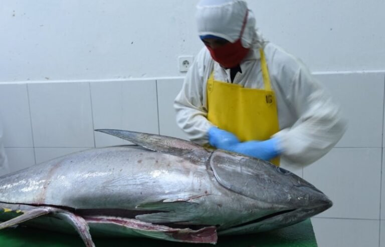 KKP Fasilitasi UPI Dapatkan Tarif 0% Ekspor Tuna ke Jepang Melalui IJEPA