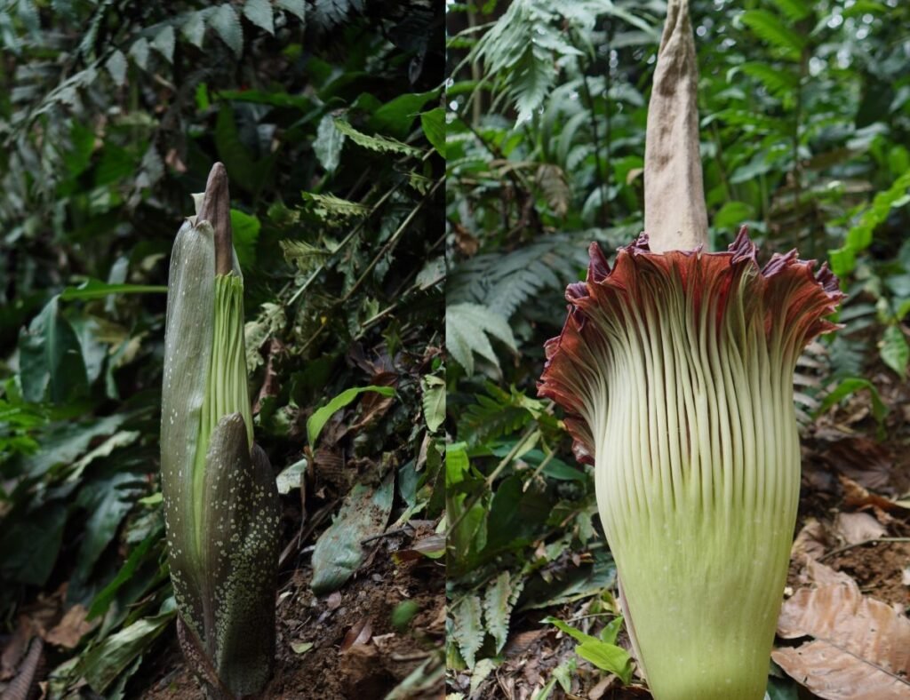 Mekar Tengah Malam, Amorphophallus titanum Pikat Pengunjung Kebun Raya Bogor