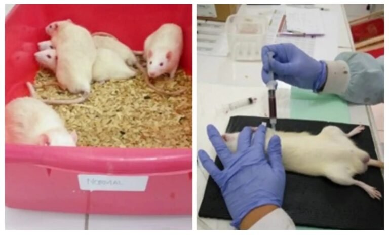 Angkat Kearifan Lokal Batak, BRIN Teliti Kayu Raru sebagai Herbal Antidiabetes