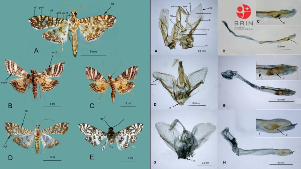 Peneliti BRIN Temukan Dua Spesies Ngengat Baru Endemik Papua dan Sulawesi