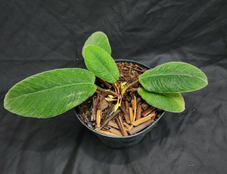 Berdaun Mirip Lidah Kucing, Spesies Baru Homalomena lingua-felis Ditemukan di Batang Toru