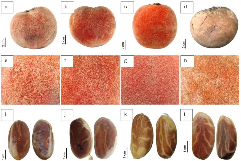 Peneliti BRIN Identifikasi Subspesies Baru Bisbul Asal Papua