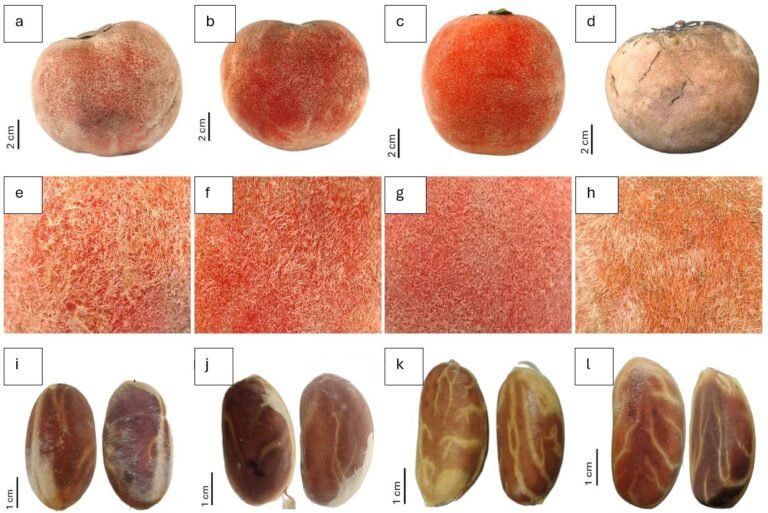 Peneliti BRIN Identifikasi Subspesies Baru Bisbul Asal Papua