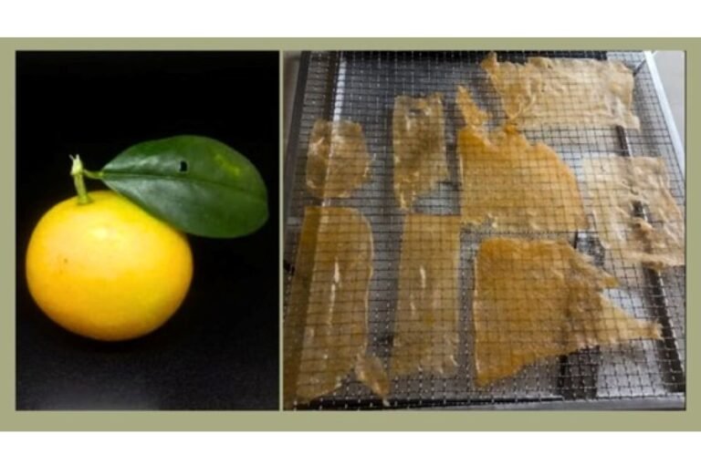 BRIN Olah Jeruk Gamindo B Jadi Fruit Leather Kaya Vitamin C