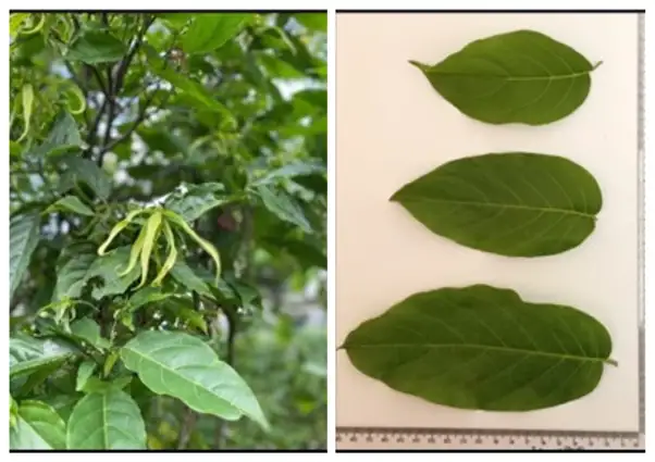 Tak Hanya Wangi, Daun Kenanga Punya Khasiat Antidiabetes dan Antioksidan Alami