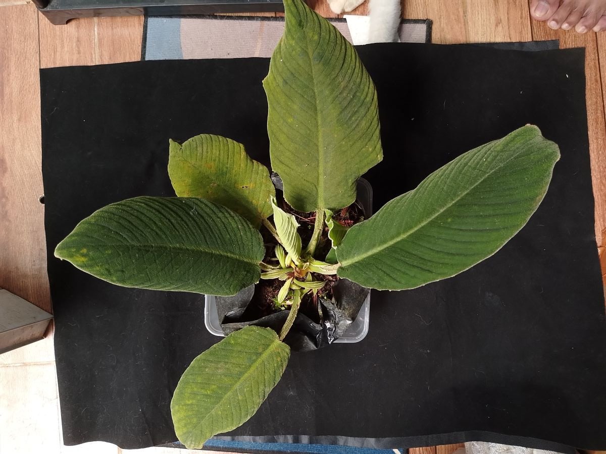 Homalomena pachyderma 