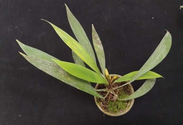 BRIN Ungkap Tiga Spesies Baru Homalomena dari Sumatra, Berawal dari Perdagangan Tanaman Hias