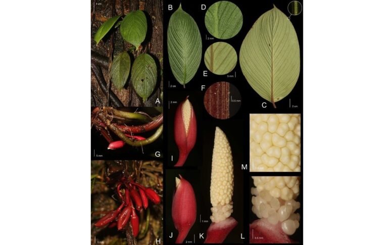 Peneliti BRIN Temukan Spesies Baru Homalomena bungamerah dari Sumatra Utara