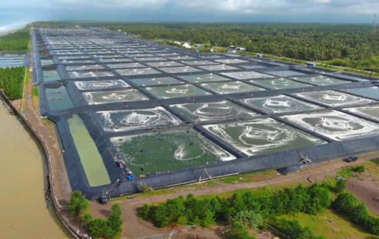 Tambak BUBK Kebumen Kembali Panen 46 Ton Udang Vaname