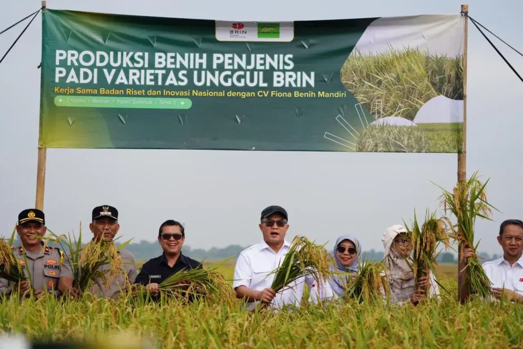 BRIN Panen Perdana Padi Varietas Unggul Hasil Iradiasi Sinar Gamma