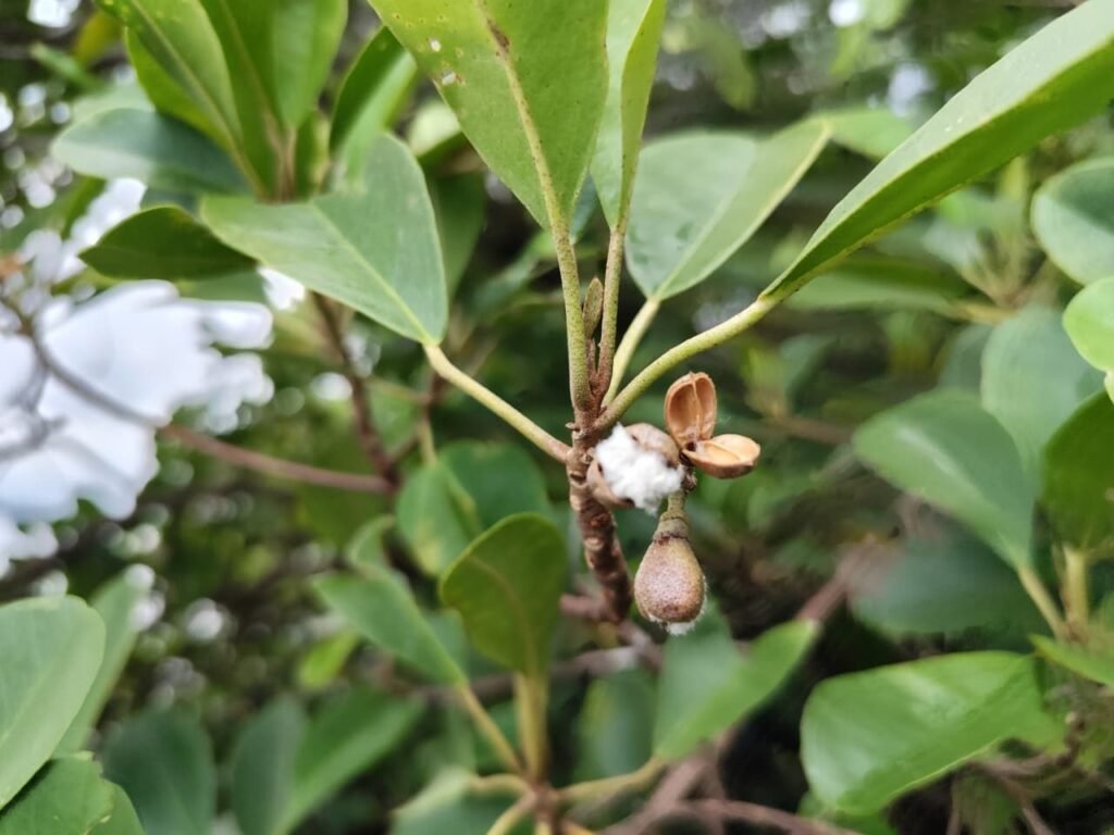 Mangrove Langka di Teluk Balikpapan Terancam Punah, Habitat Penting Bekantan