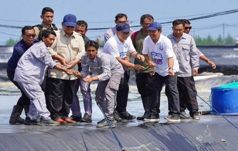 Presiden Prabowo Panen Raya Udang Vannamei di BUBK Kebumen