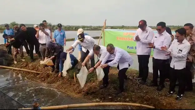 BRIN Hadirkan Minapadi Salin, Solusi Inovatif Hidupkan Lahan Rob di Batang