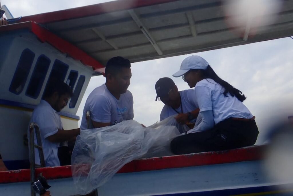 KKP Lepasliarkan 30 Ekor Hiu Hasil Penangkaran ke Kepulauan Seribu