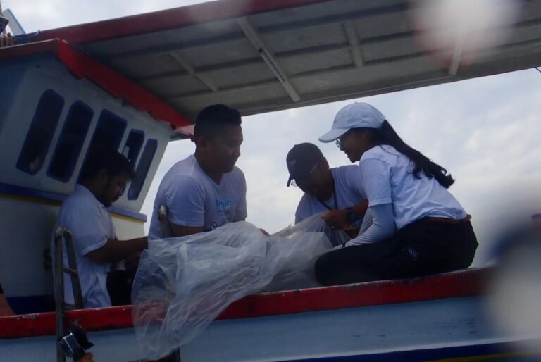 KKP Lepasliarkan 30 Ekor Hiu Hasil Penangkaran ke Kepulauan Seribu