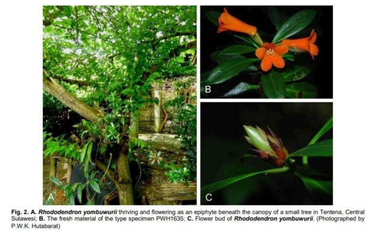 Unik! Spesies Baru Tanaman Rhododendron Berbunga Oranye Ditemukan di Sulawesi Tengah