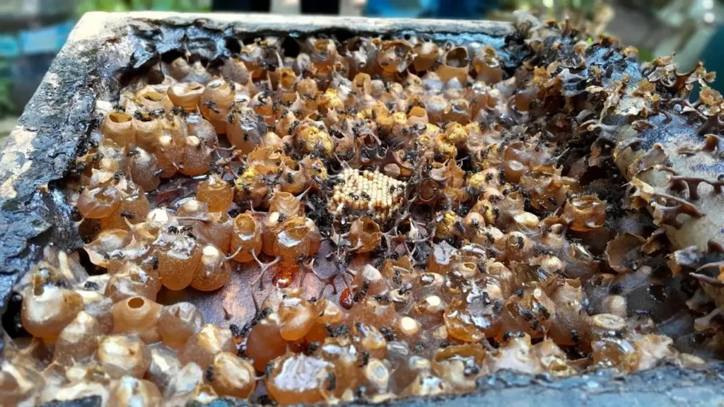 Probiotik dari Madu Lebah Tanpa Sengat, Berpotensi Jadi Antikanker