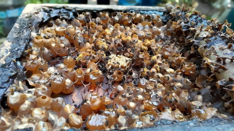 Probiotik dari Madu Lebah Tanpa Sengat, Berpotensi Jadi Antikanker