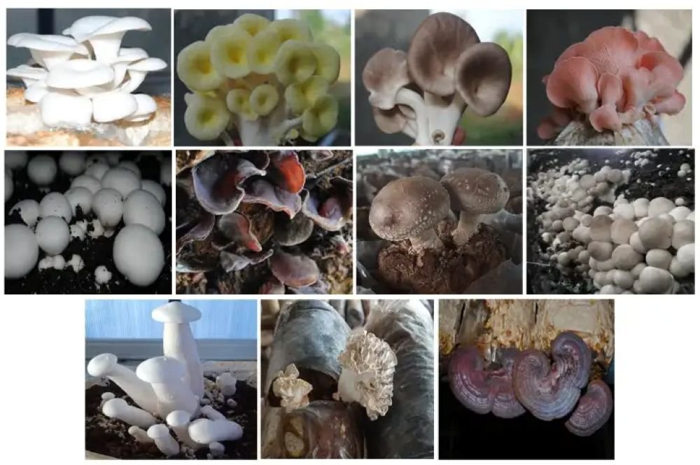 Kurang dari 10 Persen Jamur Dunia Bisa Dimakan, BRIN Ungkap Potensinya