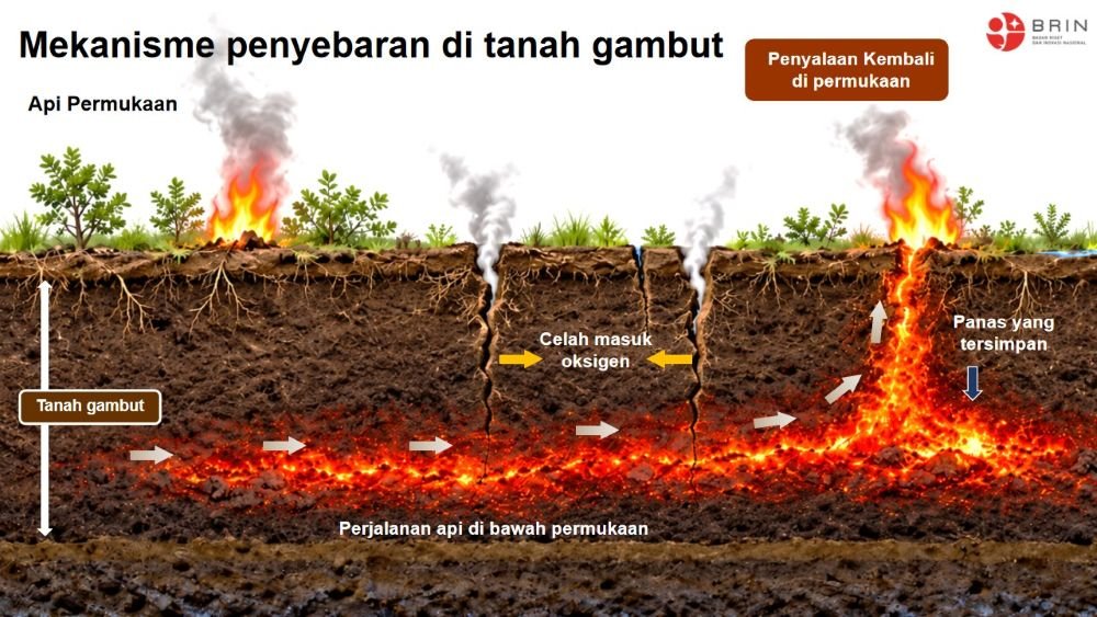 Singkong-APP, Inovasi BRIN untuk Pengendalian Kebakaran Gambut